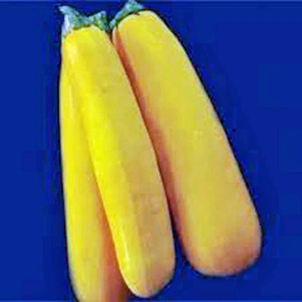 Golden Zucchini Squash Seeds, Heirloom, 500 Non-GMO Seeds, Cucurbita pepo