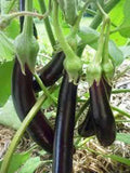 Eggplant Seeds - Long Purple Heirloom - Non-GMO - 500 Seeds - Vegetable Garden Seed