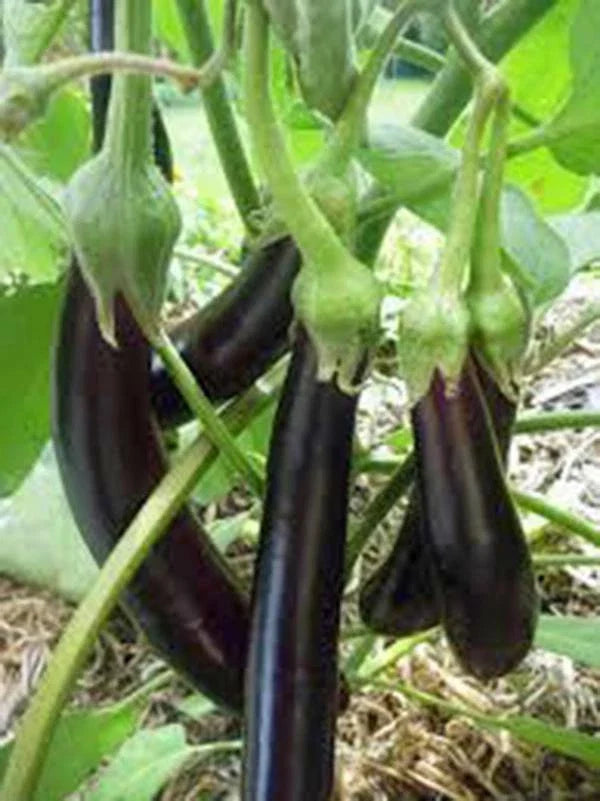 Eggplant Seeds - Long Purple Heirloom - Non-GMO - 500 Seeds - Vegetable Garden Seed