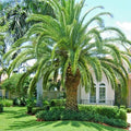 Canary Island Date Palm Seeds - 10 Count, Hardy Fruit Plant, Phoenix Canariensis