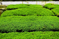 Dwarf Baby Tears Aquatic Plant Mats - 1 Portion with Heat Pack - Hemianthus callitrichoides