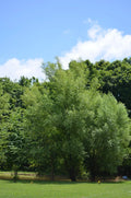 Aussie Willow Tree Cuttings - 10 Unrooted Green & Yellow Leaves - Fast Growing (Salix spp.)