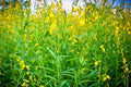Wildflower Seeds - 20 Pack - Smooth Rattlebox - Crotalaria pallida - Native Wildflower Seeds
