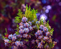 Oriental Arborvitae Tree Seeds - 30 Pack - Platycladus orientalis - Ideal for Planting and Landscaping