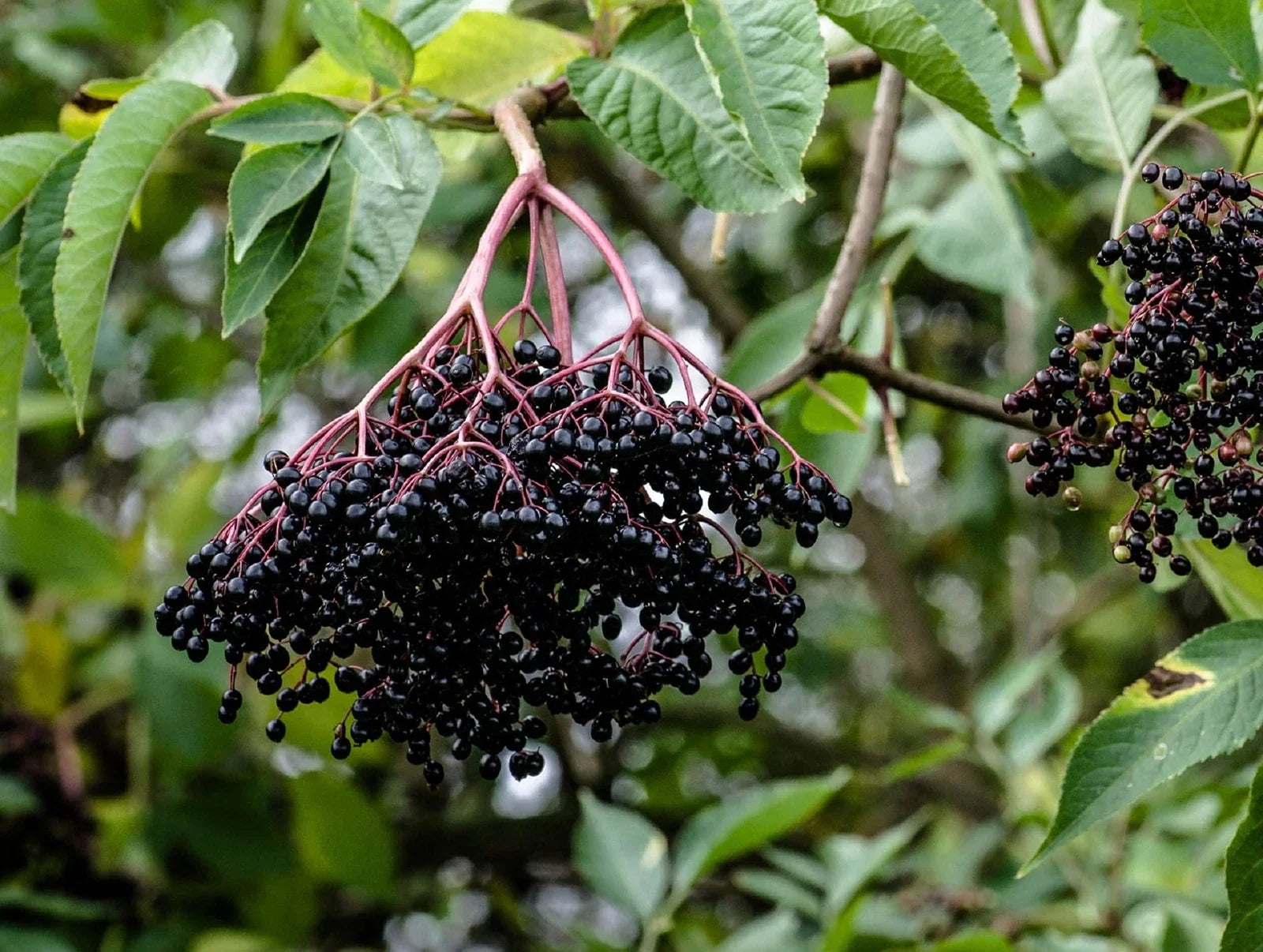 Elderberry Cuttings - 50 Black Bearing - Prized Variety for Growing Elderberry Trees - Sambucus nigra