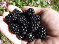 Organic Blackberry Seeds - 50 Non-GMO Seeds - Sweet Blackberries (Rubus fruticosus) - USA Home Grown