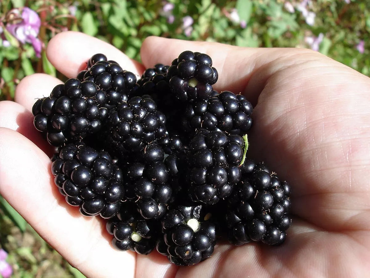 Organic Blackberry Seeds - 50 Non-GMO Seeds - Sweet Blackberries (Rubus fruticosus) - USA Home Grown