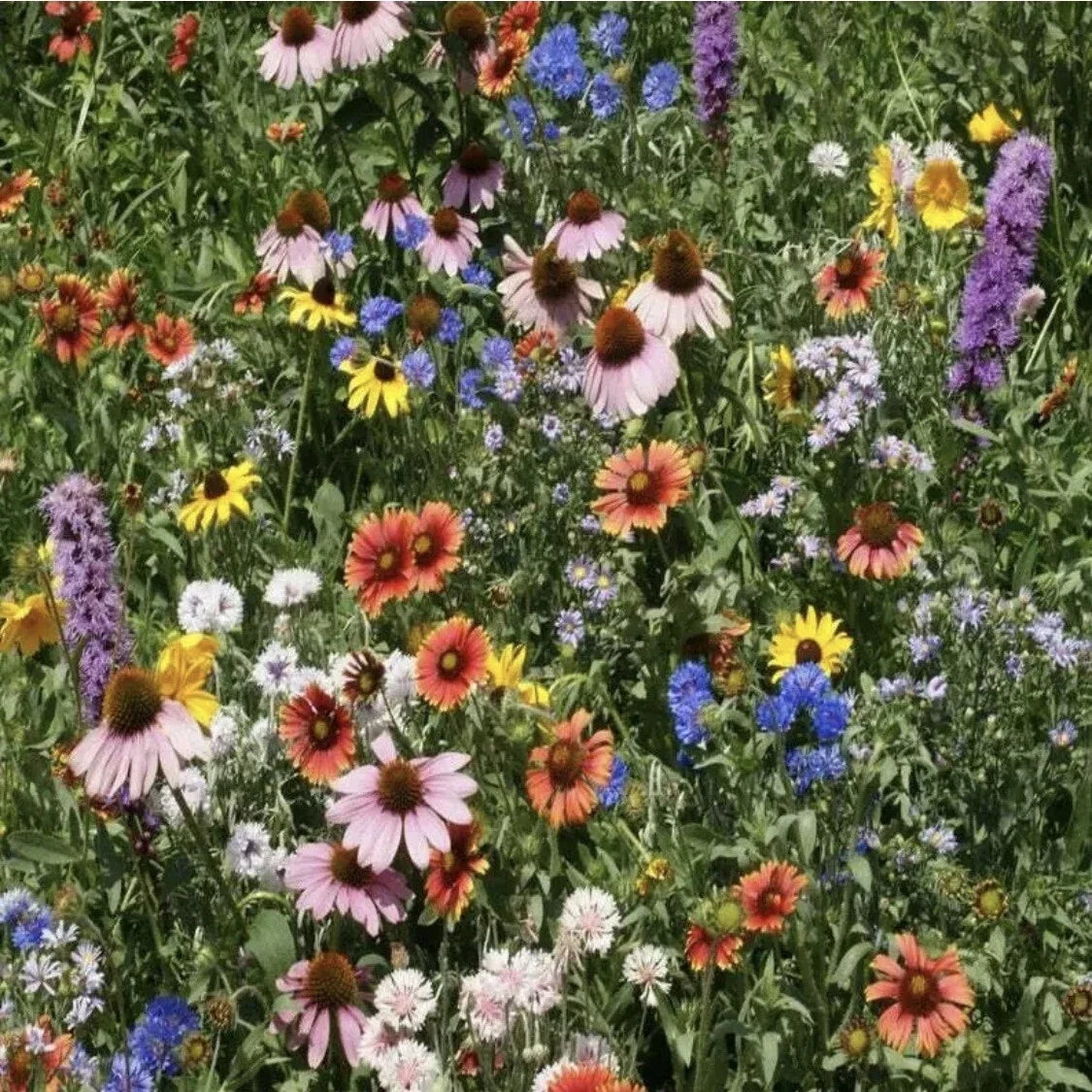 Wildflower Seed Mix - Organic Non-GMO Variety Pack - Colorful Flower Seeds for Gardens - Flora Mix