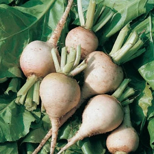 Beet Seed - White Albino Beet Seeds - Fresh Organic Seeds - Beta vulgaris