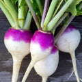 Purple Top White Globe Turnip Seeds, 50+ Seeds, Brassica rapa, Non-GMO, Heirloom, Vegetable Gardening
