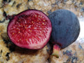 Guajome Fig Tree Cuttings - 2 Purple Fig Cuttings - Tasty Figs - Easy to Root - Ficus carica
