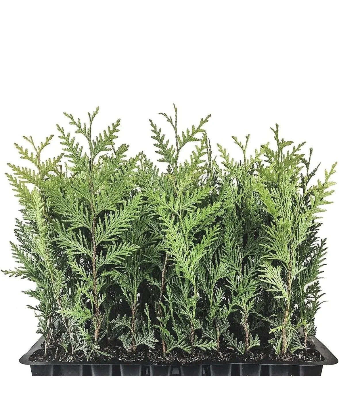 Emerald Green Arborvitae Trees - 3 Starter Plants for Privacy Screen - Thuja occidentalis 'Emerald Green' - 10-15 ft Height