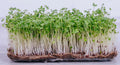 Pak Choi Microgreen Seeds | 40,000+ Bok Choy Cabbage Seeds | Fresh Garden Seeds USA | Brassica rapa