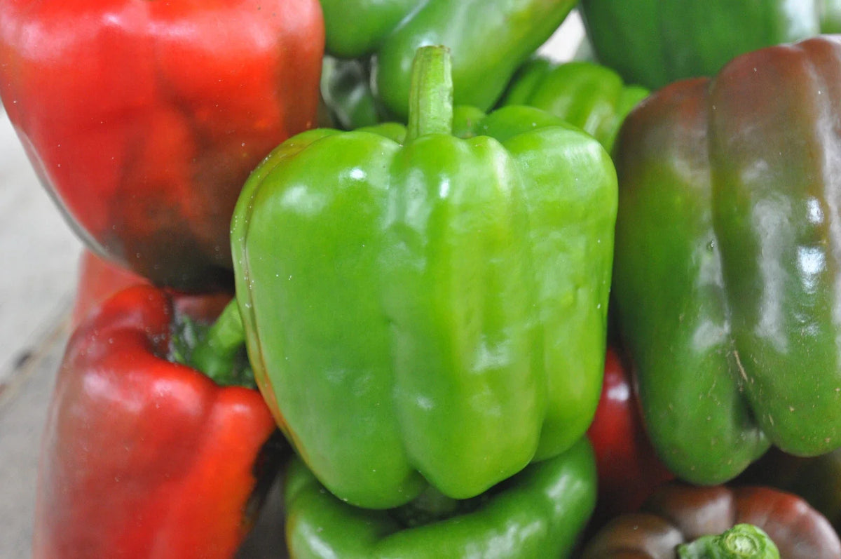 California Wonder Bell Pepper Seeds - 100 Count - Capsicum annuum - Non-GMO, Heirloom, Garden Vegetable Seeds