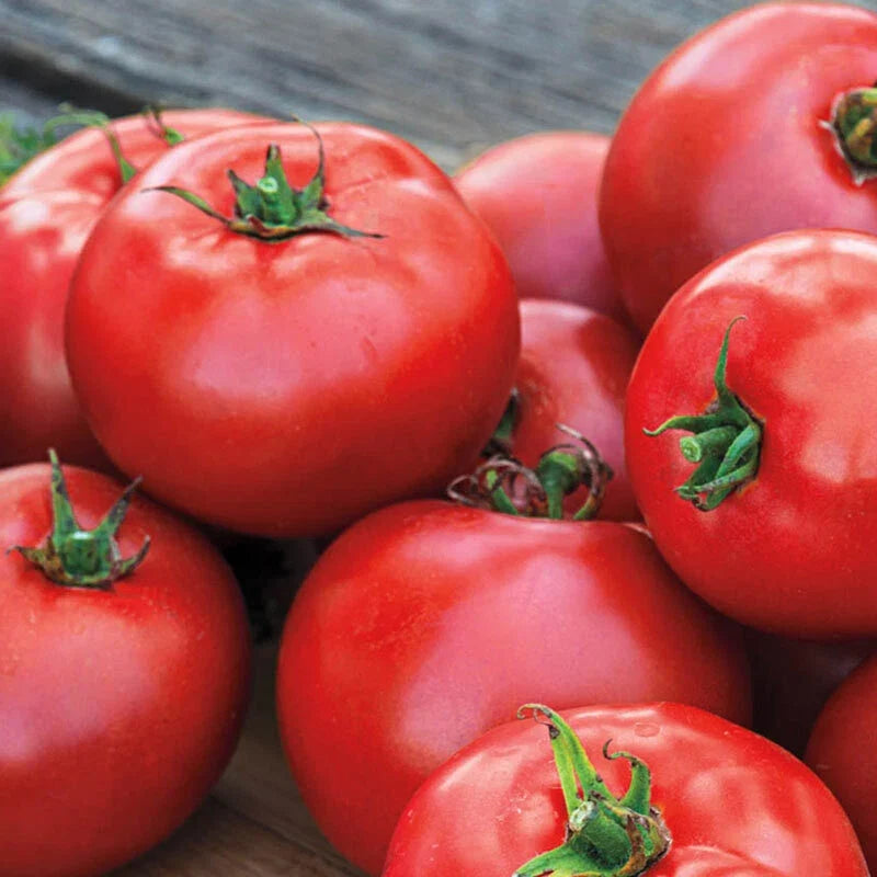 Better Boy Tomato 25 Seeds - Fresh Heirloom Seeds for Garden Planting - Solanum lycopersicum