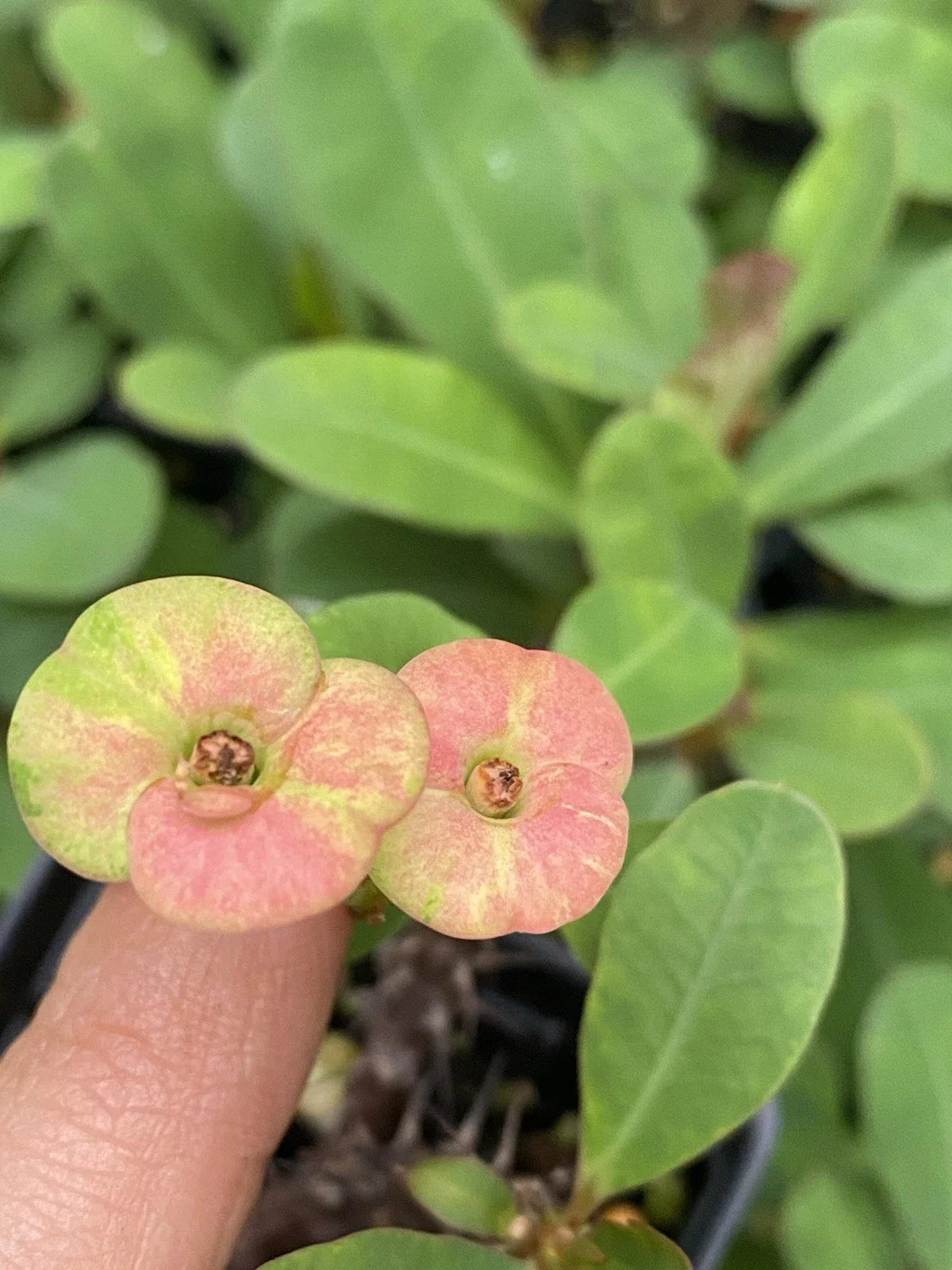 Pink Crown of Thorns Live Plant - Well-Rooted Euphorbia milii - Drought-Tolerant Cactus with Vibrant Pink Flowers
