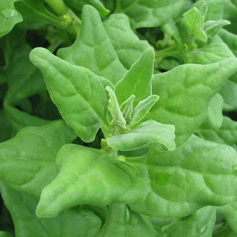 New Zealand Spinach Seeds - 50 Non-GMO Seeds for Home Gardening - Tetragonia tetragonoides - Free Shipping