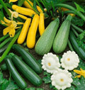 Summer Squash Mix Seeds - 5 Species Variety including Zucchini & Patty Pan - Fast Shipping 2025