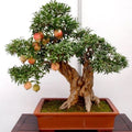 50pcs Bonsai Pomegranate Seeds - Sweet Fruit Variety - Punica granatum - USA Seller
