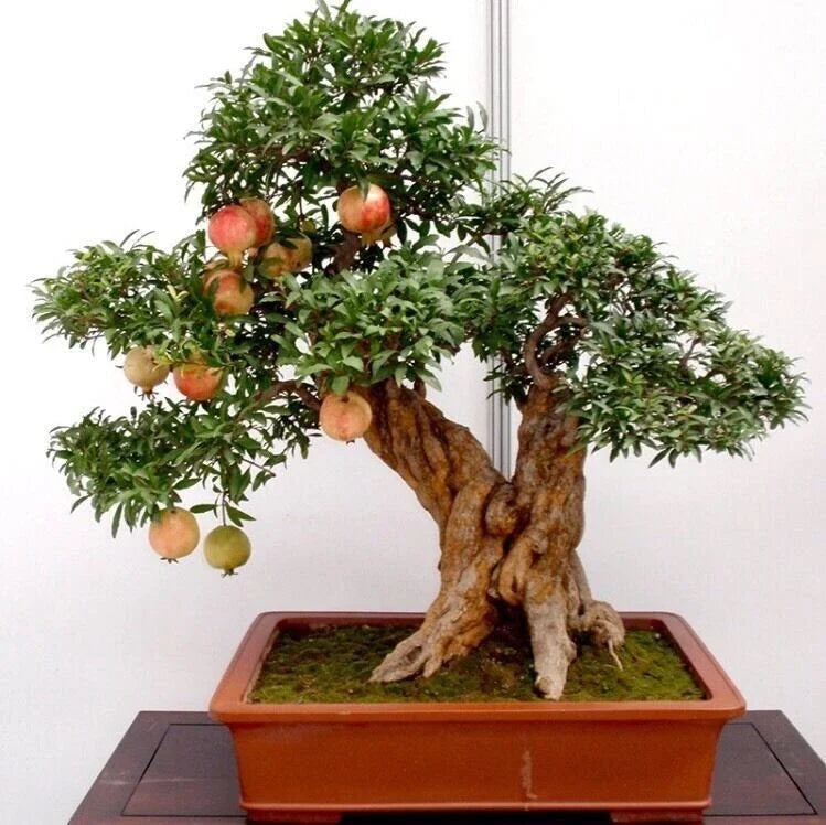 50pcs Bonsai Pomegranate Seeds - Sweet Fruit Variety - Punica granatum - USA Seller