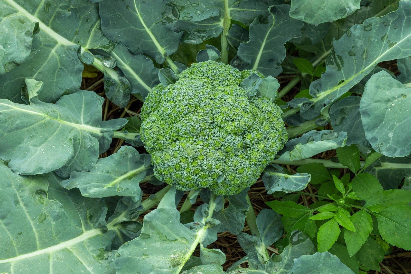 Waltham 29 Broccoli Seeds - Non-GMO Heirloom Variety - Brassica oleracea - Backyard Gardening