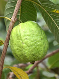 Pink Guava Tree Live Plants Set - 7-8 Inch - Psidium Guajava - Tropical Fruit Plant