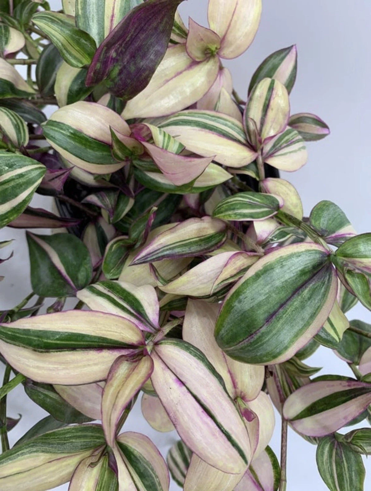 Variegated Tradescantia Cuttings - Discolor Multicolor - 2 Stem Cuttings - Zebrina Plant