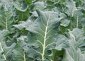 Collard Greens Seeds - Heirloom Vates Variety - Non-GMO, Delicious Green for Salads and Cooking