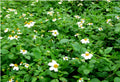 Spanish Needle Seeds - 100+ Pack - Black Jack, Beggar's Tick, Blur Marigold - Biden alba