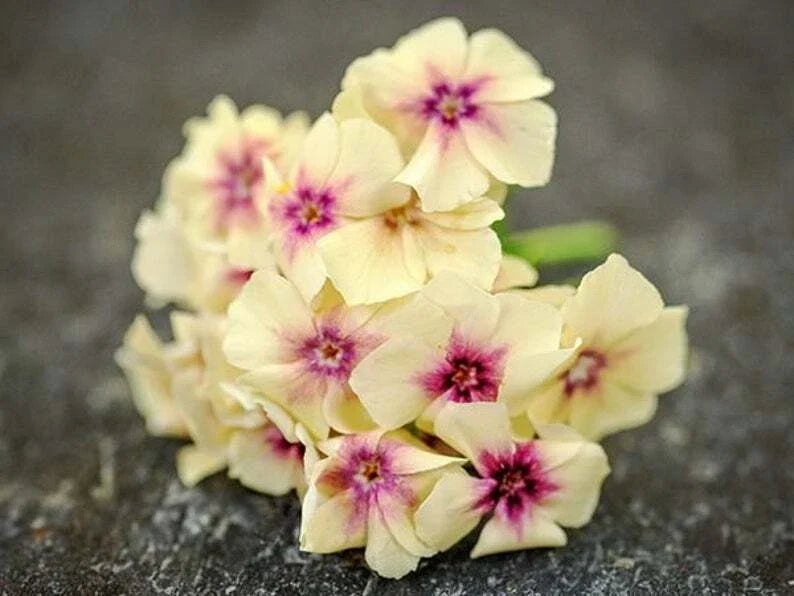 Phlox Seeds - 50 Yellow Pink Perennial Flower Seeds - Phlox paniculata - US Seller