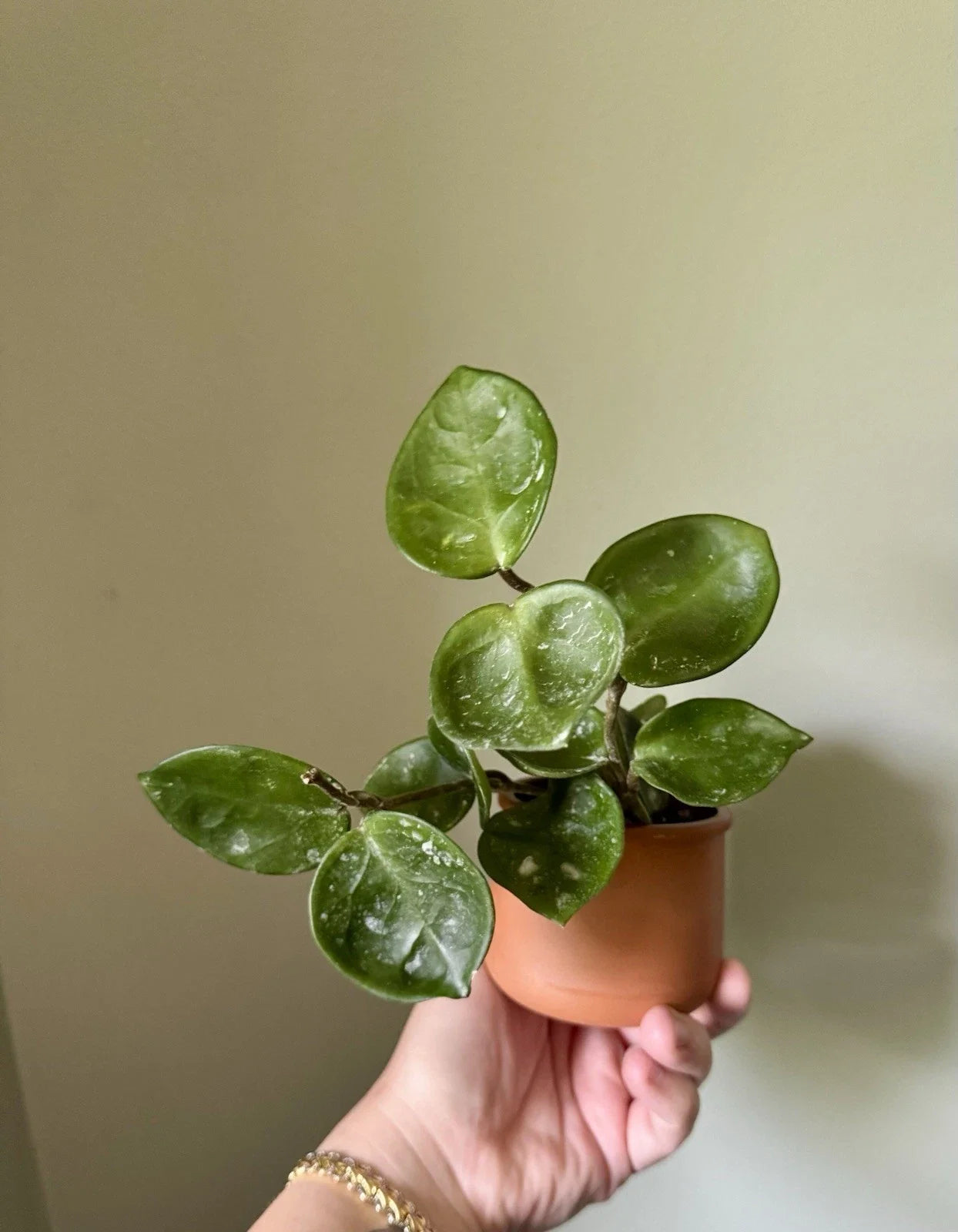 Hoya Chelsea Cuttings - Rooted Hoya Carnosa Chelsea - Indoor Houseplant Cuttings for Easy Care and Propagation
