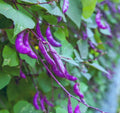 Purple Hyacinth Bean Vine Seeds - 15 Seeds - Purple Pod Beans - Dolichos lablab