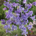 Royal Lavender Sweet Pea Seeds - 50+ Count - Lathyrus odoratus - Non-GMO Flower Seeds for Garden Planting