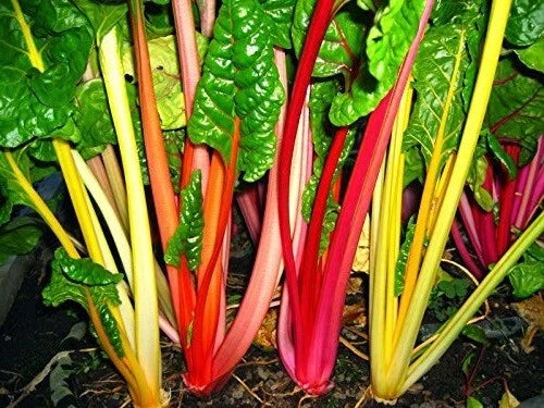 Swiss Chard Seeds - 2K Bulk Northern Lights Mix - Heirloom, Intense Colors - Beta vulgaris subsp. cicla