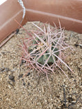 E. polycephalus Cactus, 4" Size, Clustered Growth, Arizona Snowcap Cactus (Echinocactus polycephalus)