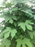 Chaya Cuttings - Organically Grown Spinach Plant - Easy to Root - Cnidoscolus aconitifolius
