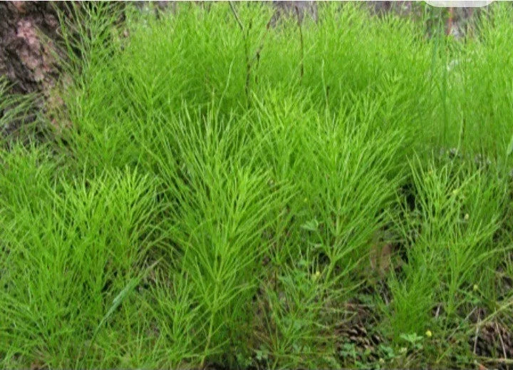 Horsetail Shavegrass Bareroot Plants, Edible Herb, Common Native, 20 Value Plants, Equisetum arvense