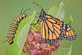Common Milkweed Seeds - 51+ Pack - Native Wildflower for Container Garden - Asclepias Syriaca