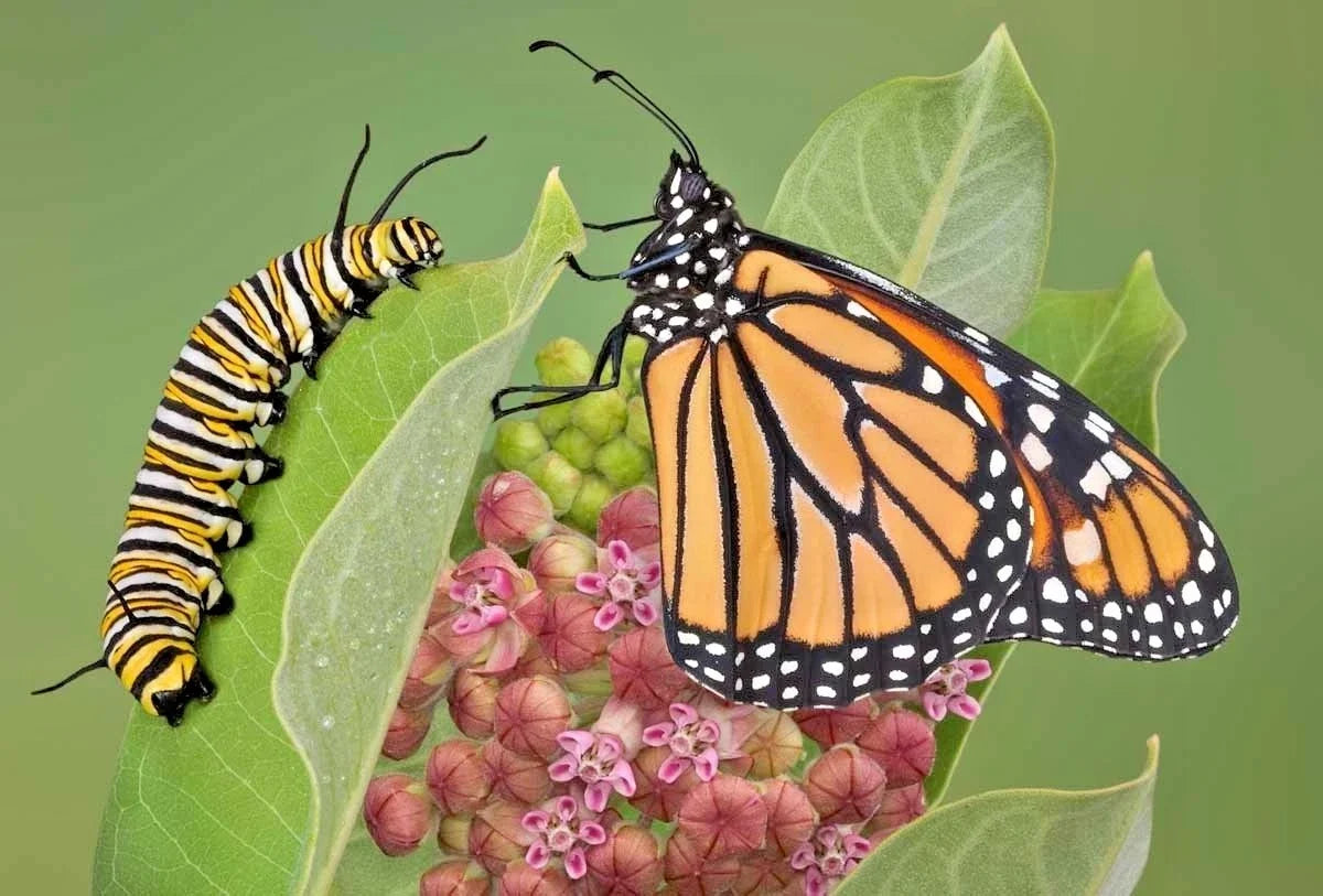 Common Milkweed Seeds - 51+ Pack - Native Wildflower for Container Garden - Asclepias Syriaca