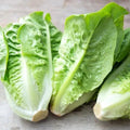 Little Gem Lettuce Seeds – Heirloom Non-GMO Variety – Organic Gardening – Lactuca sativa