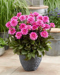Dahlia Tubers - 3 Large "Fanfare" Melody Tubers for Planting - Dahlia pinnata