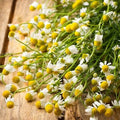 Chamomile German Herb Seeds - 1000 Non-GMO Medicinal Tea Groundcover Seeds, Fragrant Plant, Chamaemelum nobile