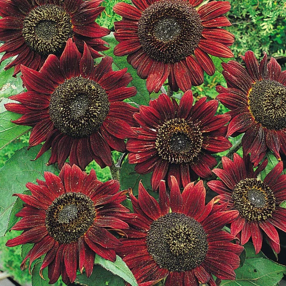Sunflower Seeds - Velvet Queen Variety - 25+ Fresh Seeds - Helianthus annuus