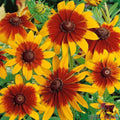 Gloriosa Rudbeckia Seeds Pack - 200+ Seeds for Garden Planting - Yellow Flower - USA Grown