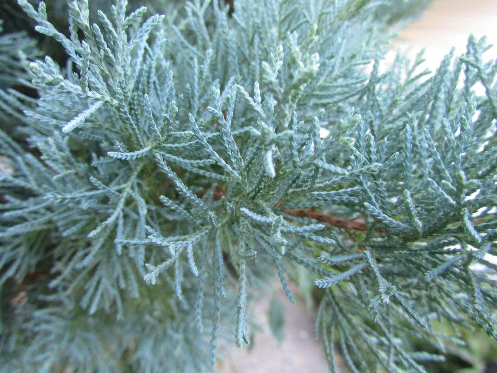 Fresh Cuttings Grey Owl Spreading Juniper | EVERGREEN Plant for Rooting + Instructions | Juniperus chinensis 'Grey Owl'
