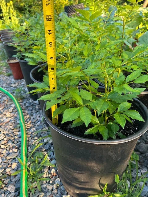 Live Sichuan Pepper Tree Seedlings Lot of 2, Zanthoxylum simulans, 1-Year-Old, Flowering Spice Plant, Culinary Herb