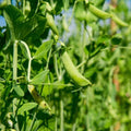 Dundale Pea Seeds - Heirloom, Non-GMO - 50+ Seeds for Delicious Peas - Pisum sativum