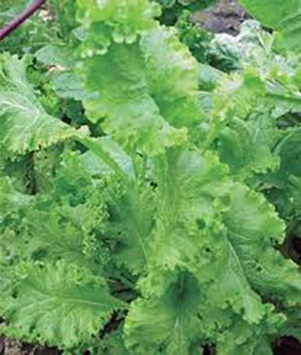 Mustard Greens Seed - Southern Giant Heirloom, Non-GMO, 100 Seeds, Brassica juncea
