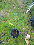Nectarine Small Tree, Dwarf Variety, Fruit Tree for Home Garden, Prunus persica var. nucipersica