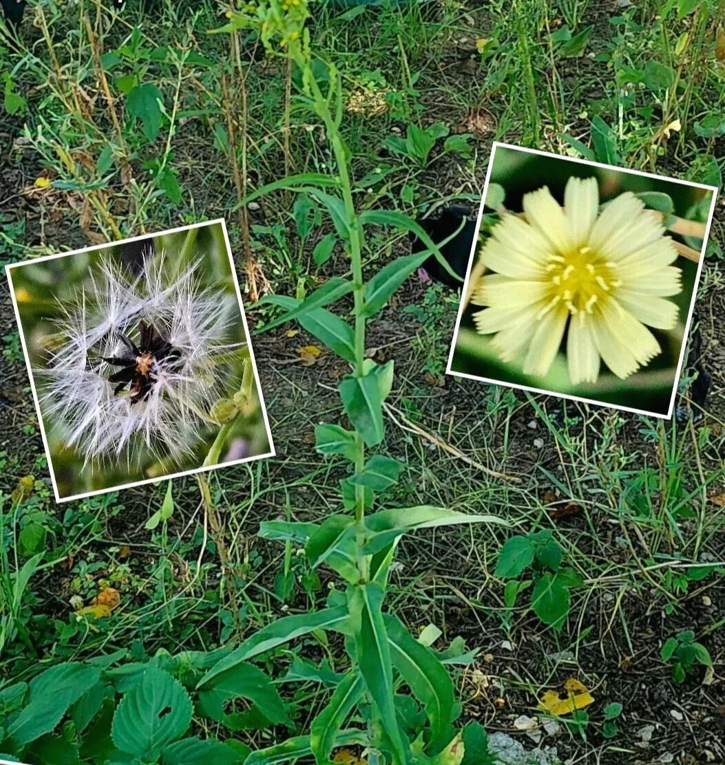 Wild Canada Lettuce Seeds – 50 Seeds – Medicinal Herb – Lactuca canadensis